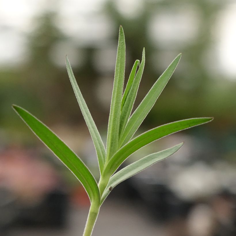 Gypsophile paniculata (Foliage)