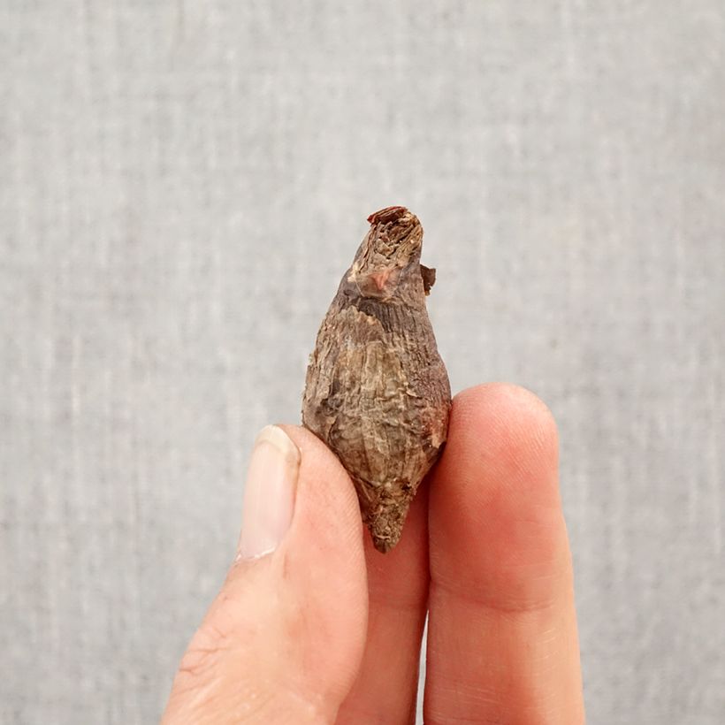 Spécimen de Habranthus robustus Bulbe calibre 6+ tel que livré au printemps