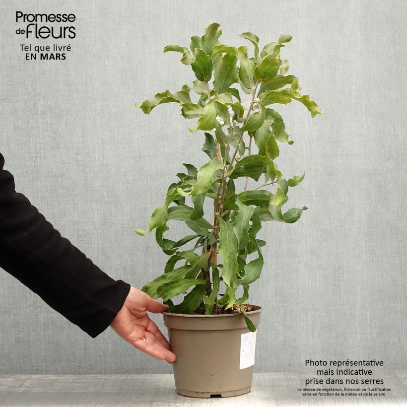 Spécimen de Hakea victoria - Hakea royal Pot de 4L/5L tel que livré au printemps