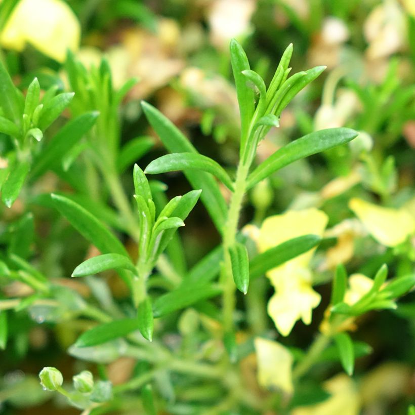 Halimium  April Sun - Faux-ciste jaune. (Feuillage)