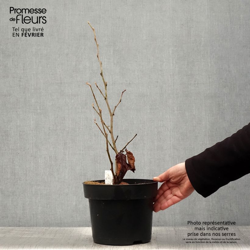 Spécimen de Hamamelis vernalis Amethyst - Noisetier de sorcière Pot de 7,5L/10L tel que livré en hiver