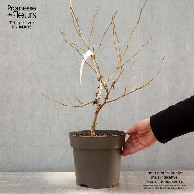 Spécimen de Hamamelis vernalis Washington Park Pot de 4L/5L tel que livré au printemps
