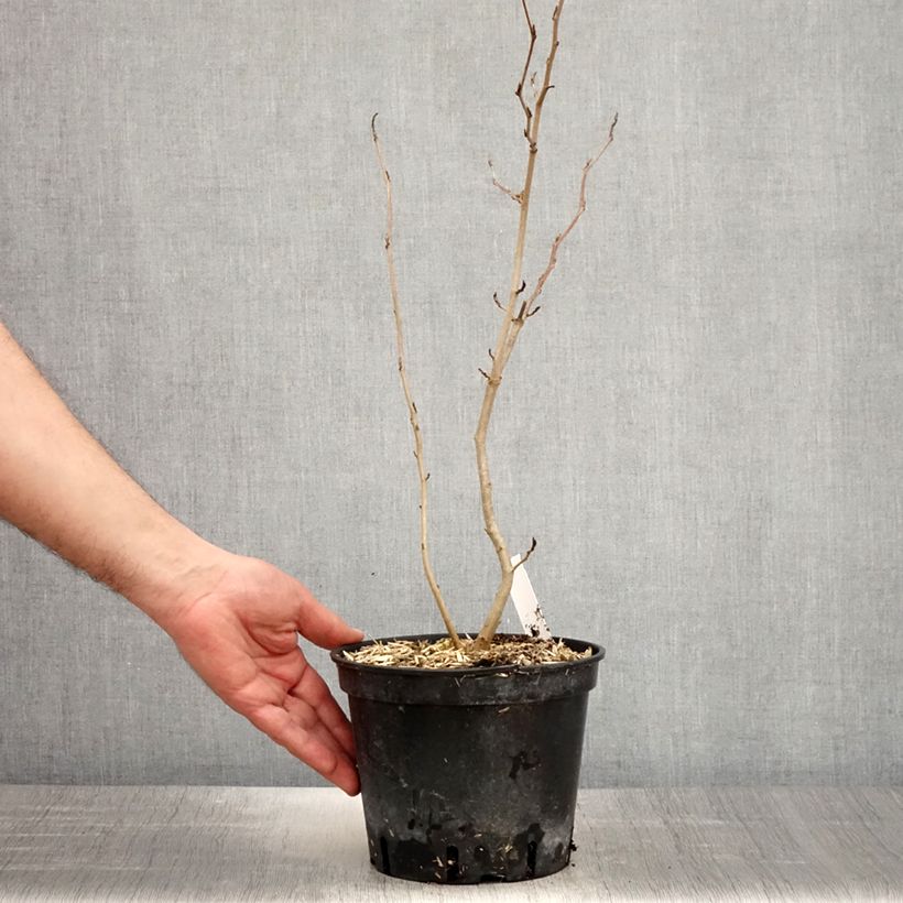 Spécimen de Hamamelis virginiana - Noisetier de sorcière de Virginie  Pot de 3L/4L tel que livré au printemps