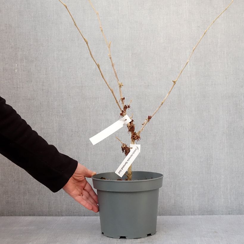 Spécimen de Hamamelis x intermedia Barmstedt Gold - Noisetier de sorcière Pot de 4L/5L tel que livré en hiver