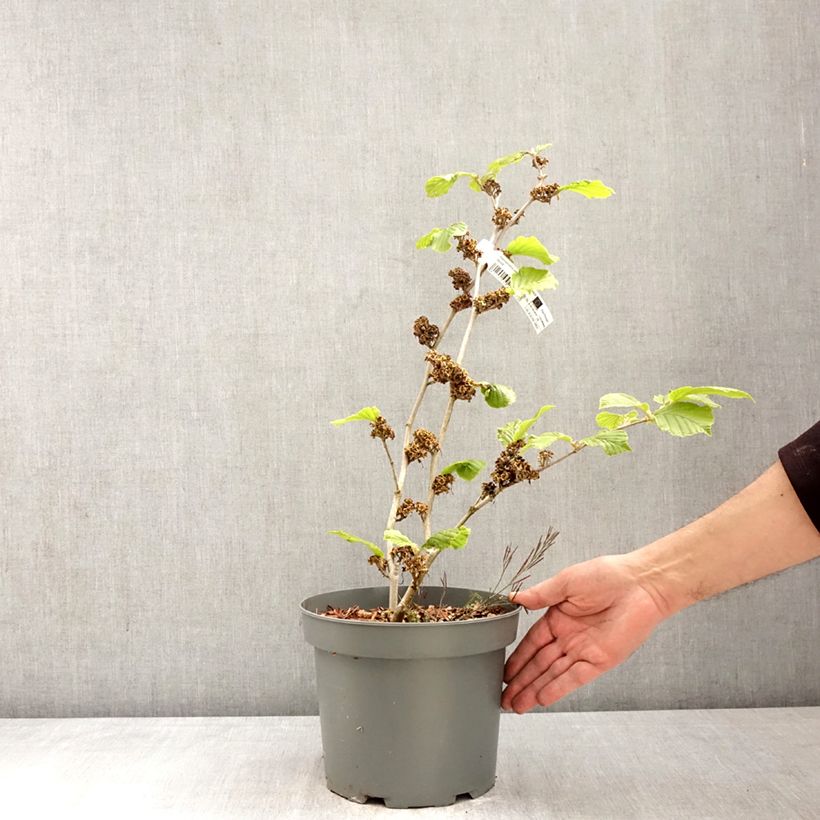 Spécimen de Hamamelis x intermedia Barmstedt Gold - Noisetier de sorcière Pot de 4L/5L tel que livré au printemps