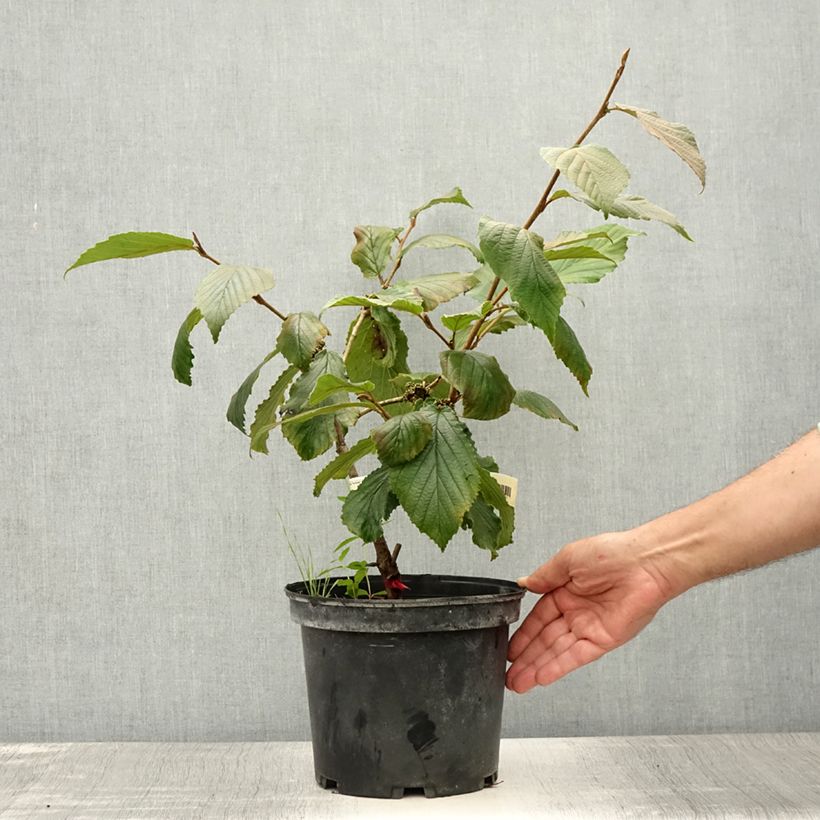 Spécimen de Hamamelis (x) intermedia Feuerzauber - Noisetier de sorcière Pot de 4L/5L tel que livré en été
