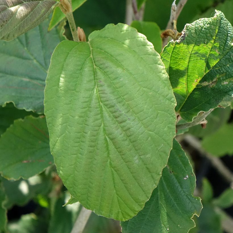 Hamamelis (x) intermedia Feuerzauber - Noisetier de sorcière (Feuillage)