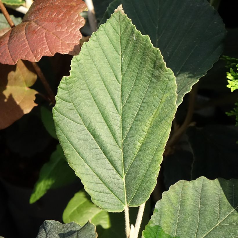Hamamelis x intermedia Orange Beauty - Noisetier de sorcière (Feuillage)