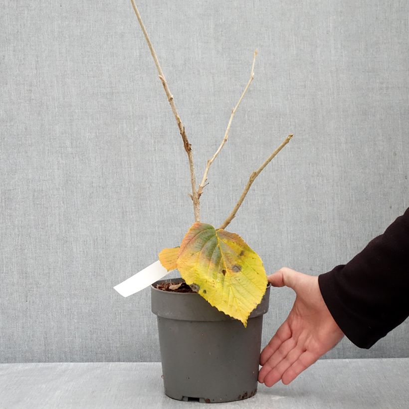 Spécimen de Hamamelis x intermedia Orange Beauty - Noisetier de sorcière Pot de 3L/4L tel que livré en automne