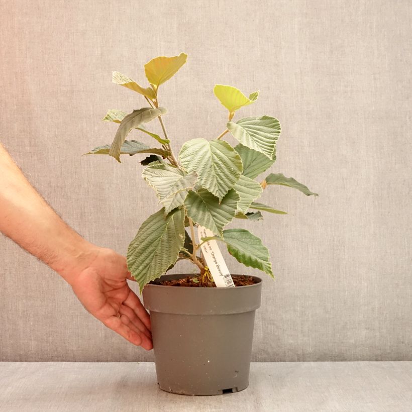 Spécimen de Hamamelis x intermedia Orange Beauty - Noisetier de sorcière Pot de 3L/4L tel que livré en été