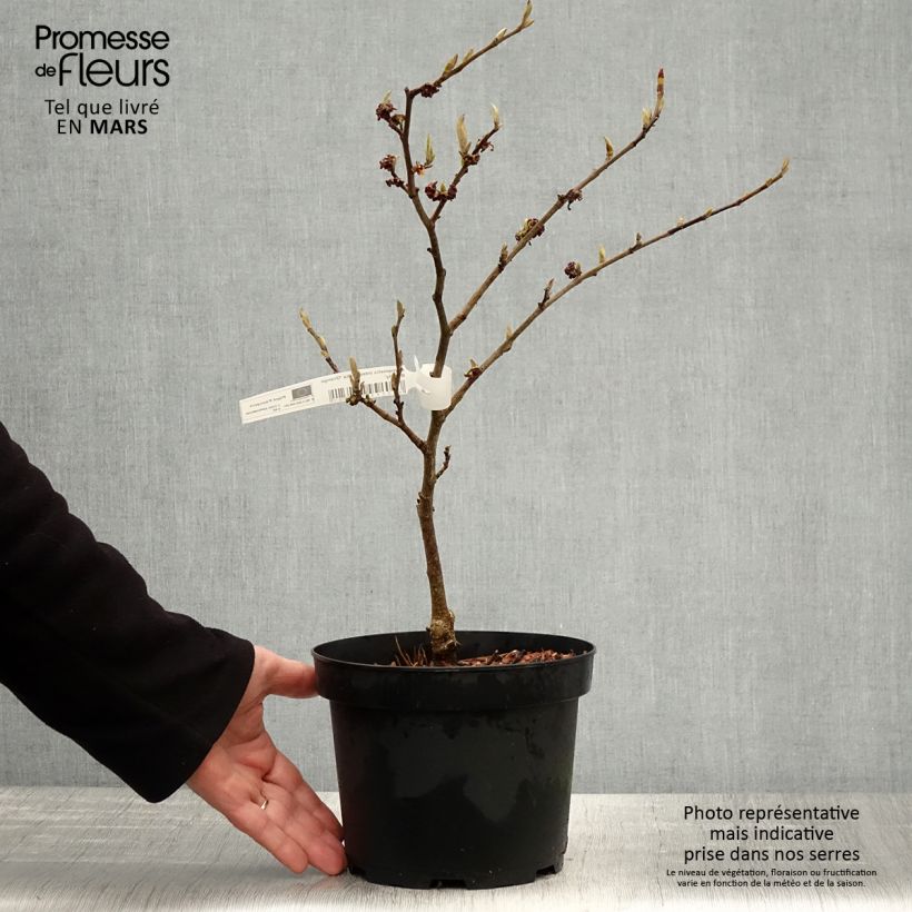 Spécimen de Hamamelis x intermedia Orange Beauty - Noisetier de sorcière Pot de 3L/4L tel que livré au printemps