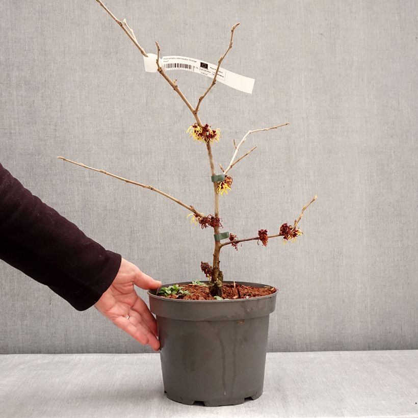 Spécimen de Hamamelis x intermedia Orange Peel - Noisetier de sorcière Pot de 3L/4L tel que livré en hiver