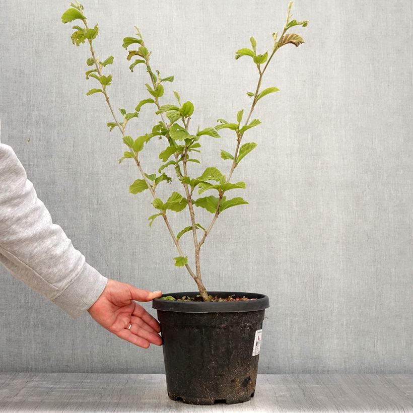 Spécimen de Hamamelis (x) intermedia Yamina - Noisetier de sorcière Pot de 4L/5L tel que livré au printemps