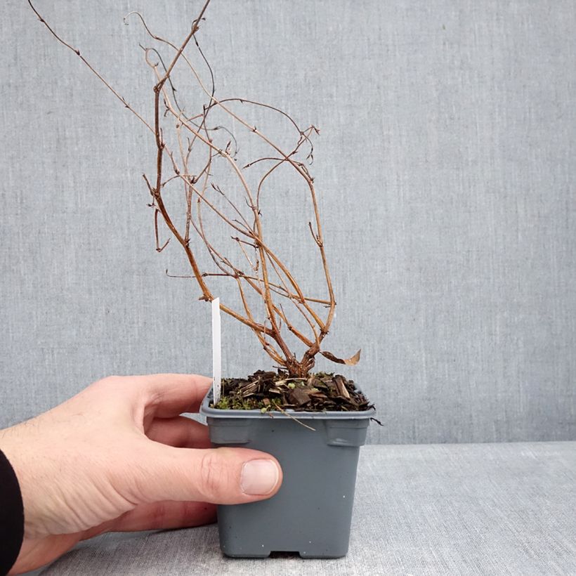 Spécimen de Hardenbergia violacea Meema - Glycine australienne naine Godet de 8/9 cm tel que livré en hiver