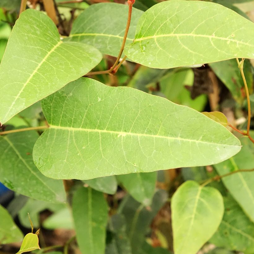 Hardenbergia violacea (Feuillage)