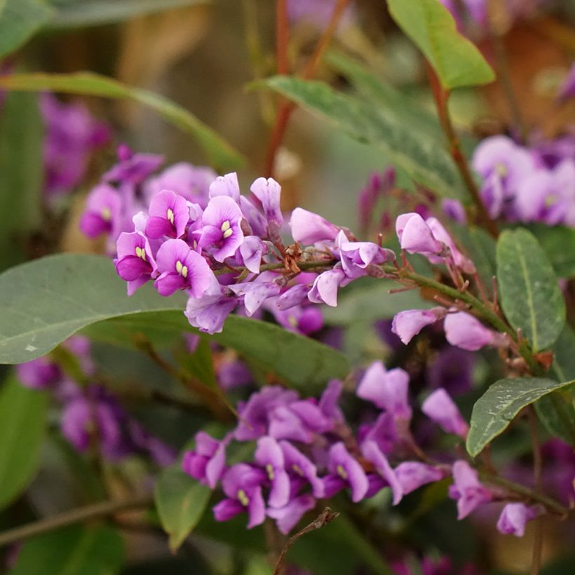 Hardenbergia violacea (Floraison)
