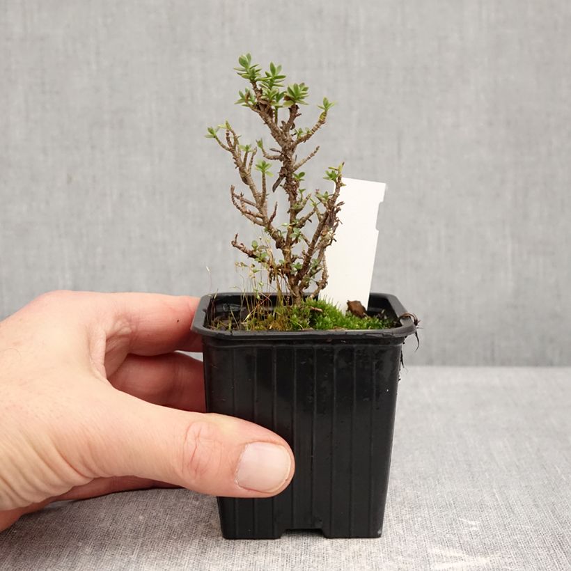 Spécimen de Hebe carnosula - Véronique arbustive Godet de 8/9 cm tel que livré en hiver