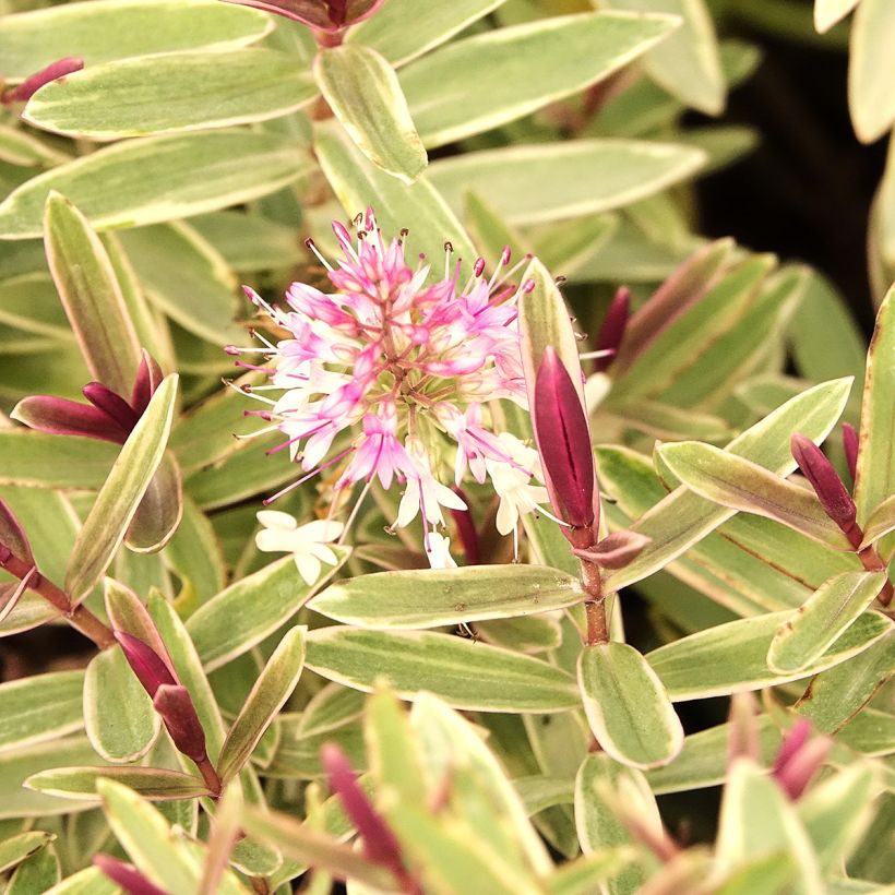 Hebe iBE Colour Dream - Véronique arbustive (Floraison)