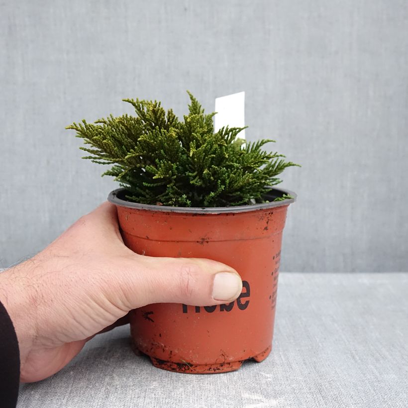 Spécimen de Hebe ochracea - Véronique arbustive Pot de 1,5L/2L tel que livré en automne