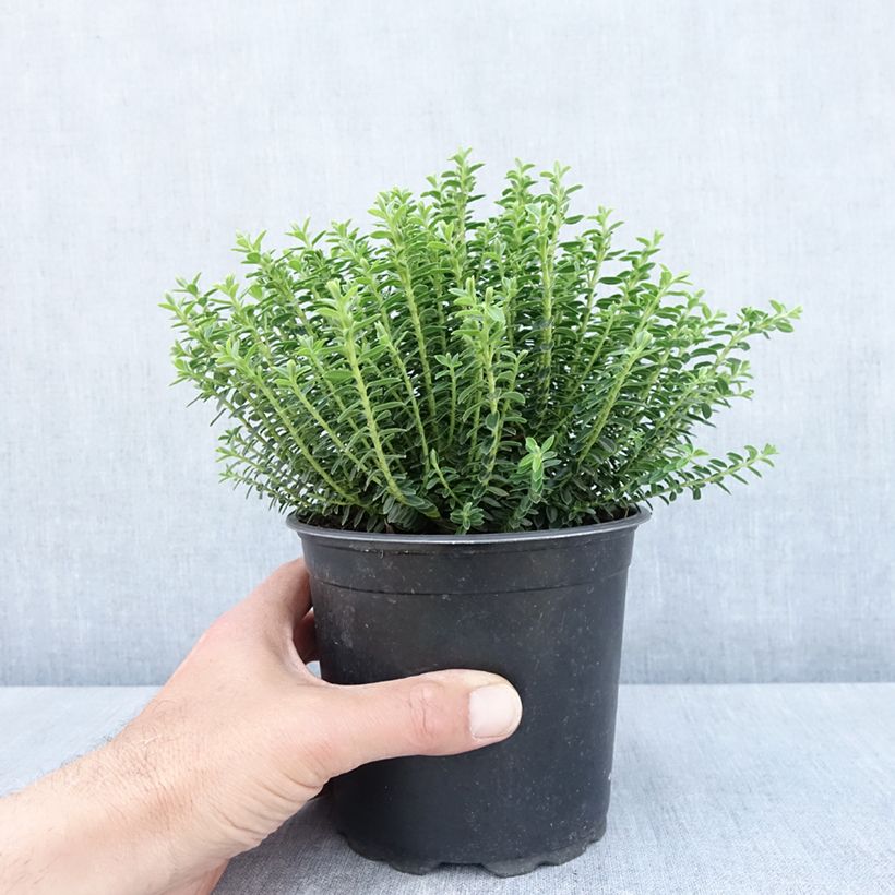 Spécimen de Hebe ochracea - Véronique arbustive Pot de 1,5L/2L tel que livré au printemps