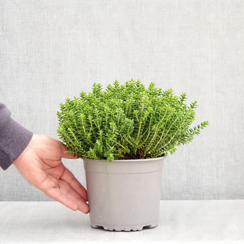 Example of Hébé odora Nana - Véronique arbustive naine Pot de 1,5L/2L as you get in printemps