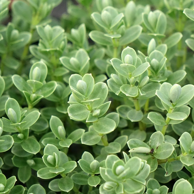 Hébé topiaria - Véronique arbustive (Foliage)