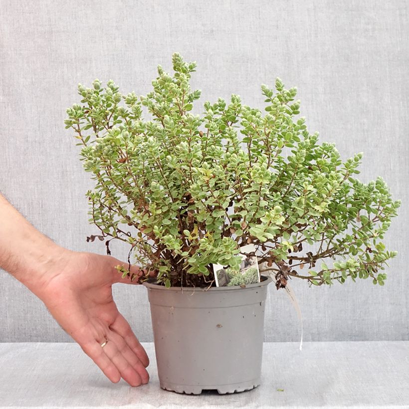 Example of Hébé topiaria - Véronique arbustive Pot de 1,5L/2L as you get in ete