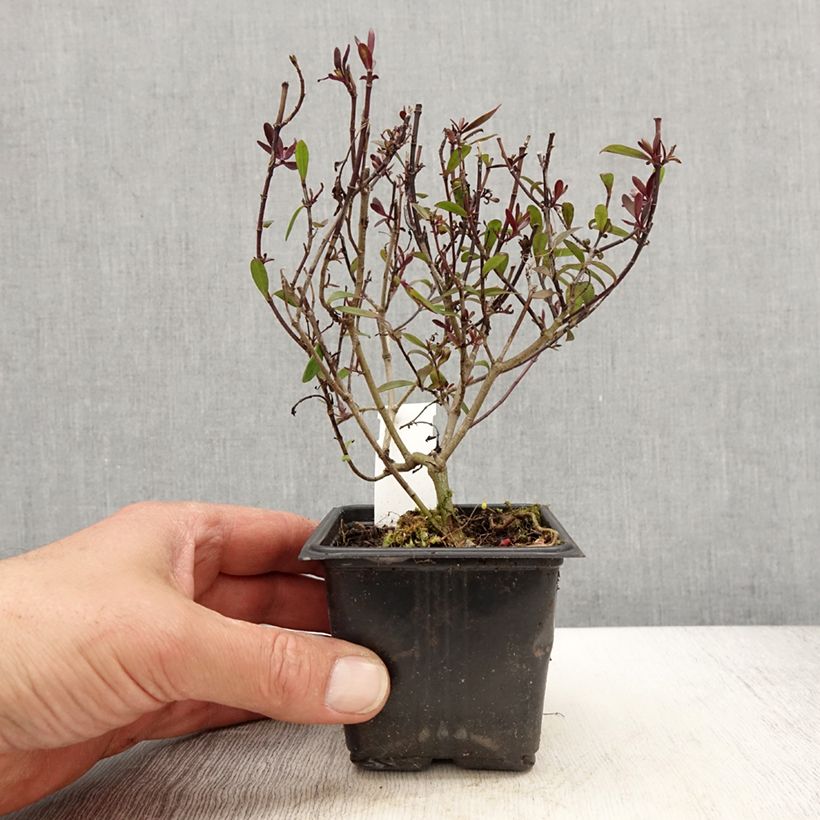 Example of Hebe Turkish Delight - Véronique arbustive Godet de 8/9 cm as you get in printemps