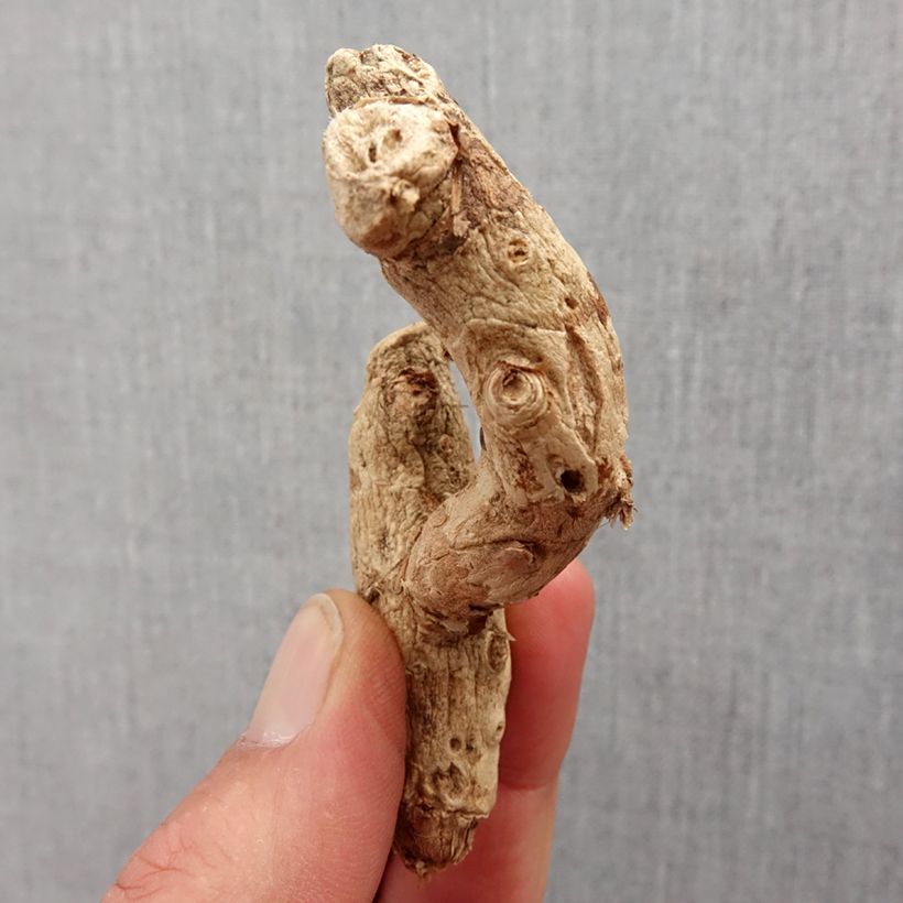 Spécimen de Hedychium densiflorum - Longose Bulbe calibre I tel que livré au printemps