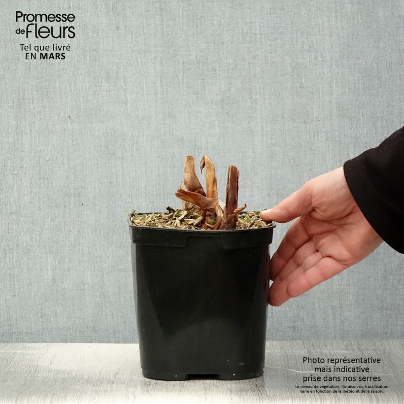 Example of Hedychium Dixter (Tresco) - Longose - Gingembre d'ornement  Pot de 3L/4L as you get in printemps