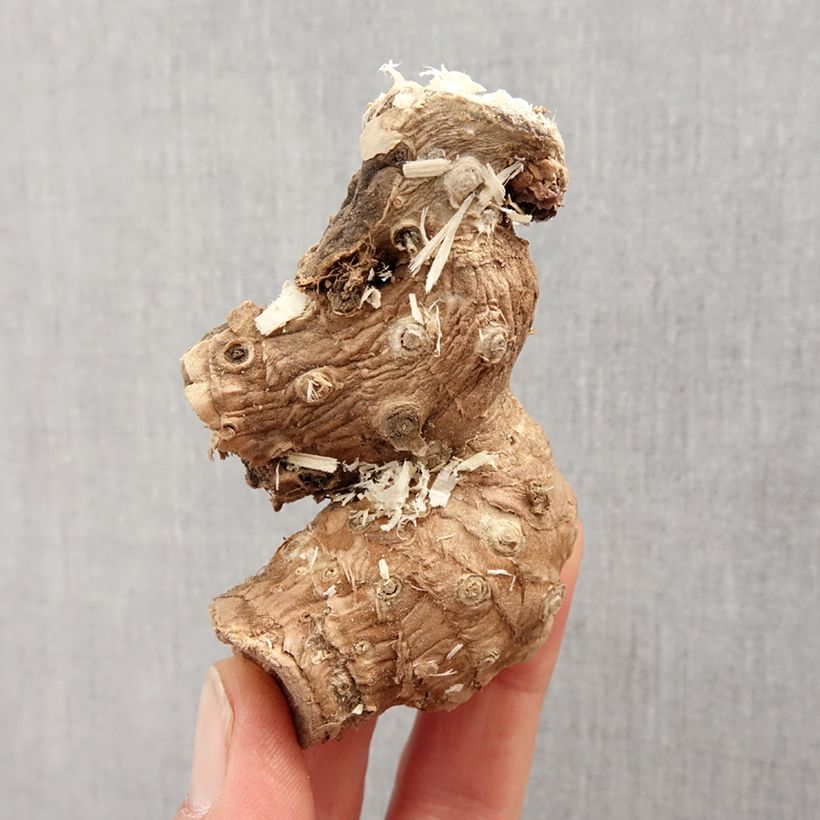 Spécimen de Hedychium ellipticum - Longose Bulbe calibre I tel que livré au printemps