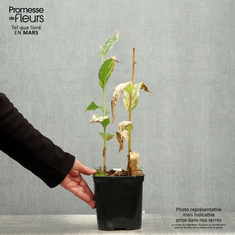 Example of Hedychium gardnerianum - Longose en pot  Pot de 2L/3L as you get in printemps