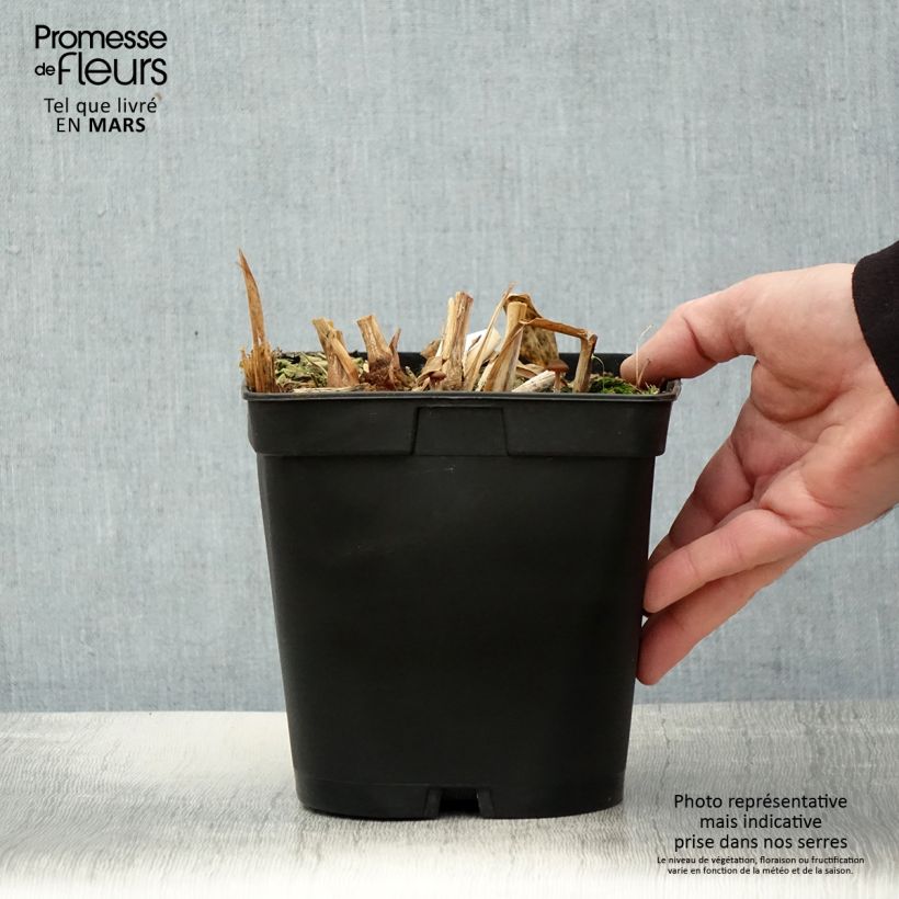 Spécimen de Hedychium villosum var. tenuiflorum - Gingembre d'ornement Pot de 3L/4L tel que livré au printemps