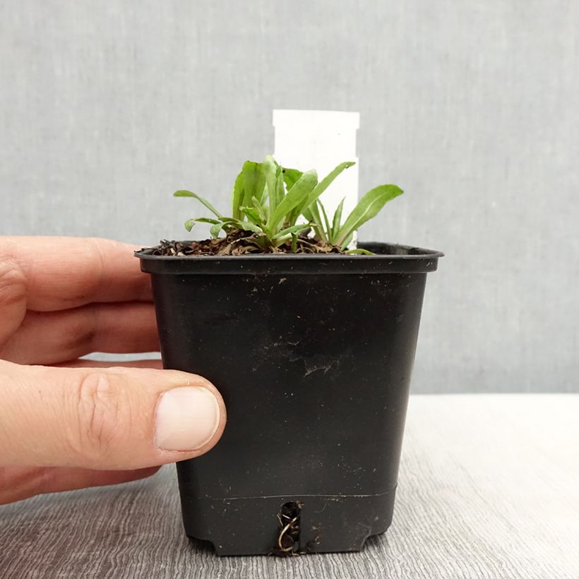 Spécimen de Helenium autumnale Helena Red Shades - Hélénie d'automne Godet de 8/9 cm tel que livré au printemps