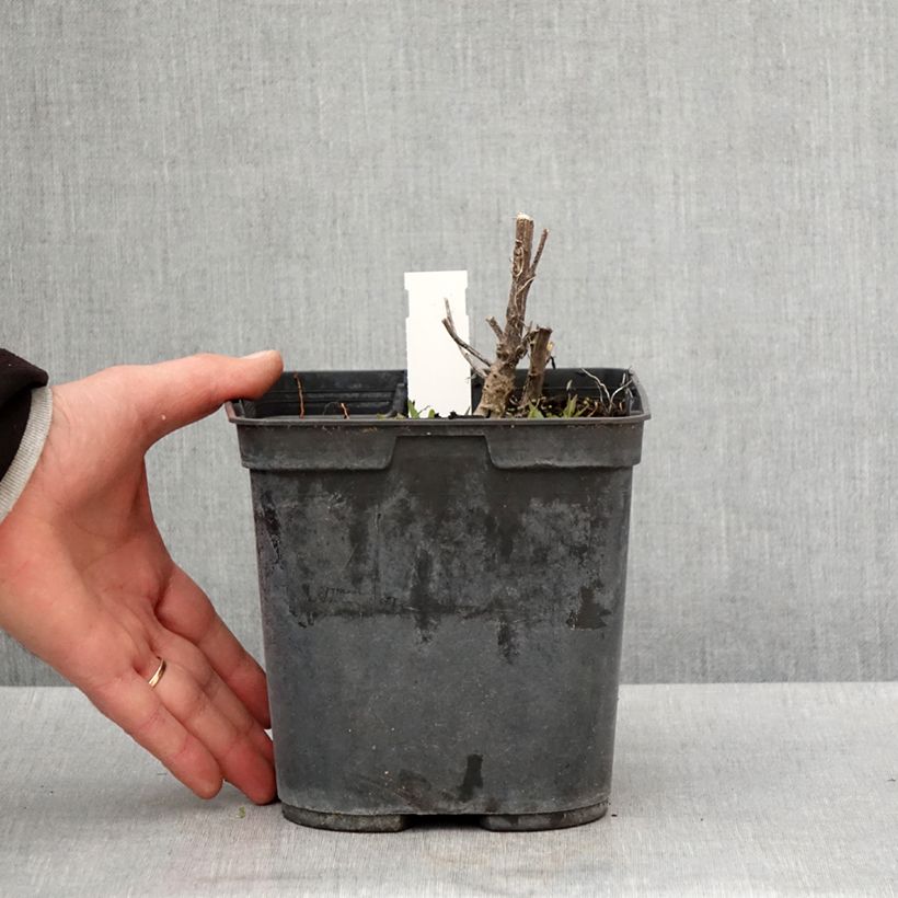 Spécimen de Hélénium Double Trouble - Hélénie jaune Pot de 2L/3L tel que livré au printemps