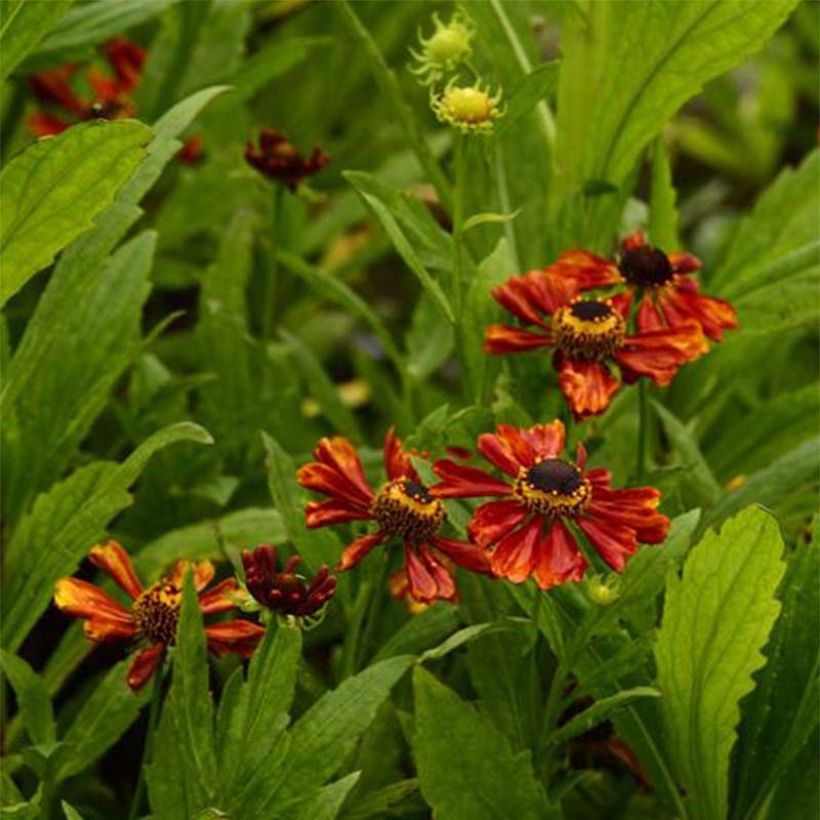Helenium Flammendes Katchen - Hélénie (Floraison)