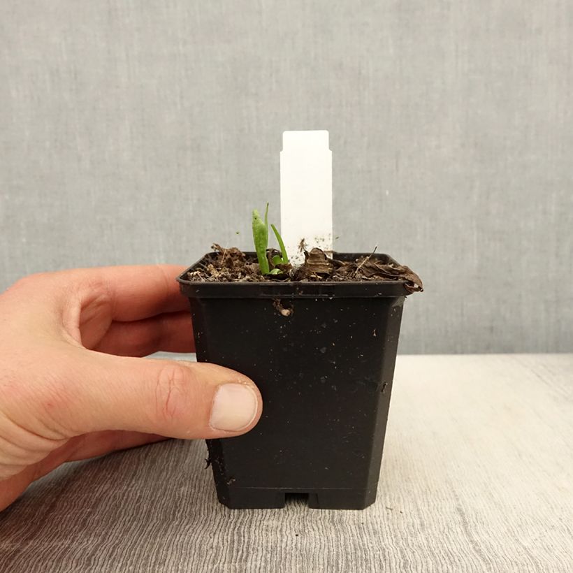 Spécimen de Hélénium Kupferswerg - Hélénie cuivrée  Godet de 8/9 cm tel que livré au printemps