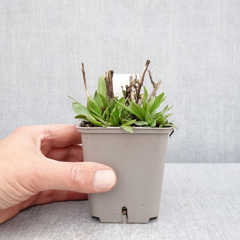 Spécimen de Helenium Okra Sundae - Hélénie Godet de 8/9 cm tel que livré au printemps