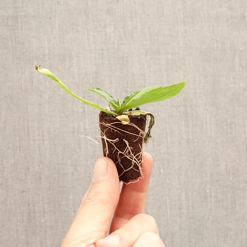 Spécimen de Helenium Okra Sundae - Hélénie Mini-motte Ø 3/4 cm tel que livré au printemps