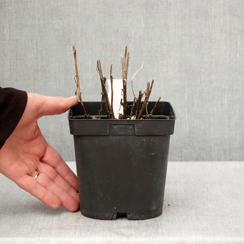 Spécimen de Helenium Ruby Tuesday - Hélénie rouge rubis Pot de 2L/3L tel que livré au printemps