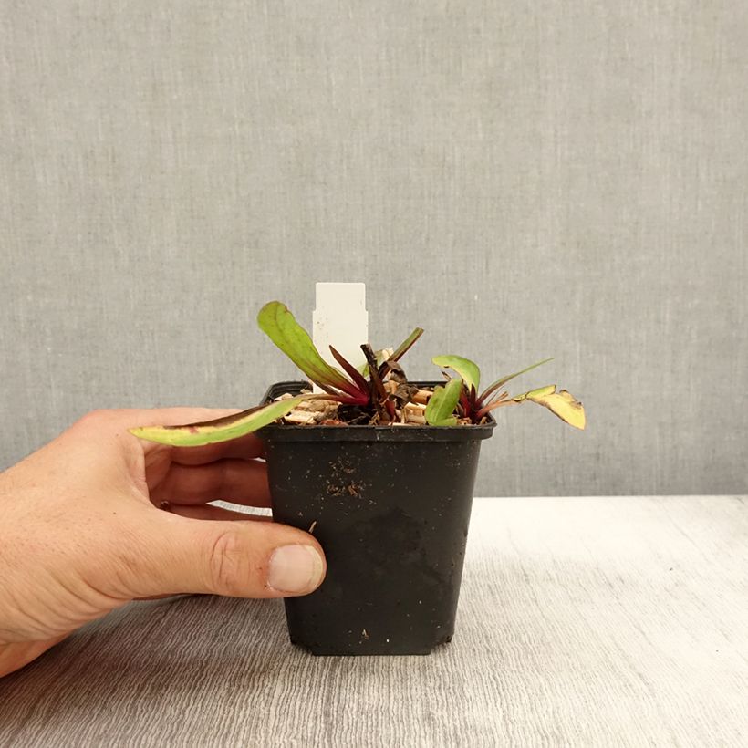 Spécimen de Hélénium Sahin's Early Flowerer - Hélénie multicolore Godet de 8/9 cm tel que livré en automne