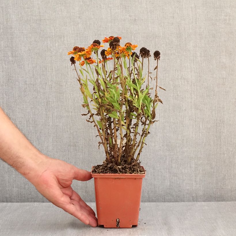 Spécimen de Helenium Short'n 'Sassy - Hélénie jaune orangé. Pot de 1L/1,5L tel que livré en été