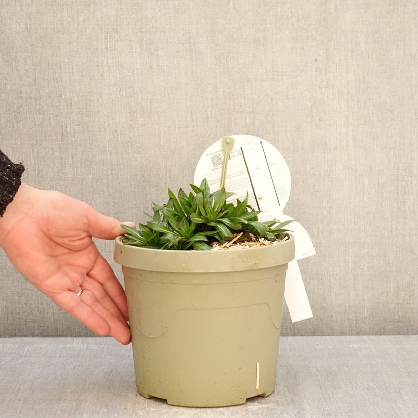 Spécimen de Helenium Short'n 'Sassy - Hélénie jaune orangé. Pot de 3L/4L tel que livré en hiver