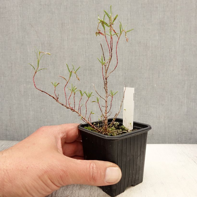 Spécimen de Helianthemum apeninnum - Hélianthème des Apennins  Godet de 8/9 cm tel que livré au printemps