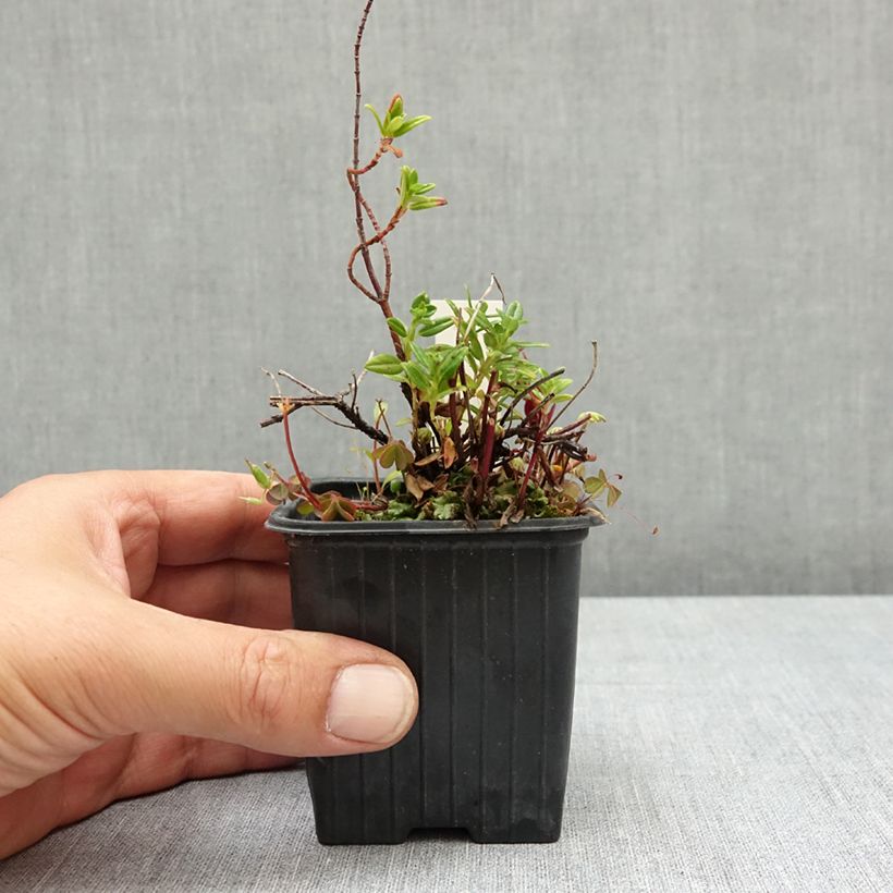 Spécimen de Helianthemum Ben Alder - Hélianthème orange à coeur rouge Godet de 8/9 cm tel que livré en été
