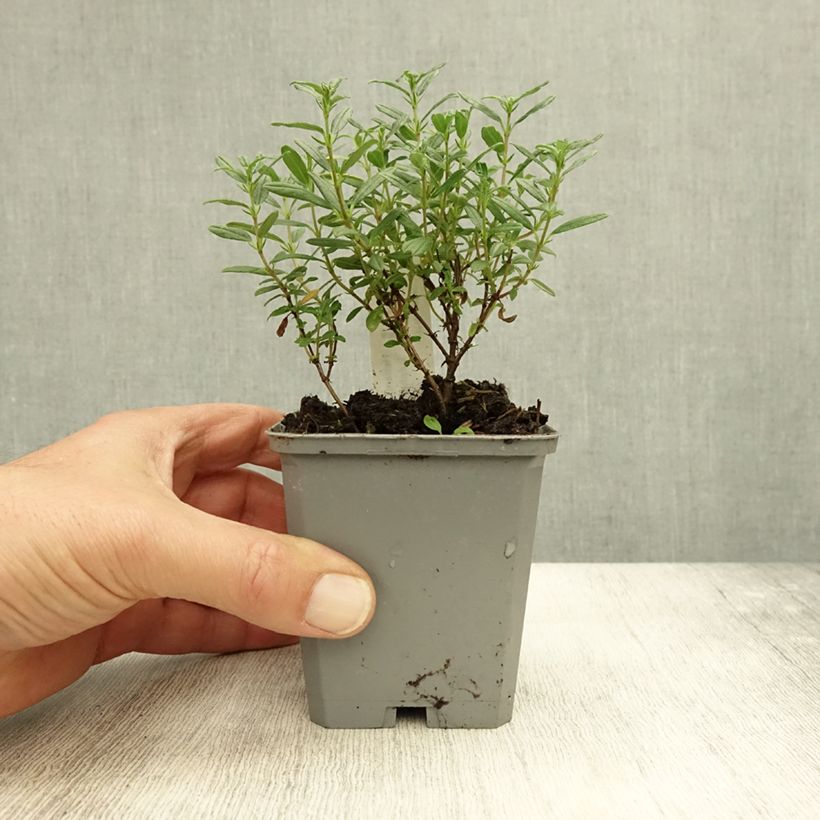 Spécimen de Helianthemum Sulphureum Plenum Godet de 8/9 cm tel que livré en automne