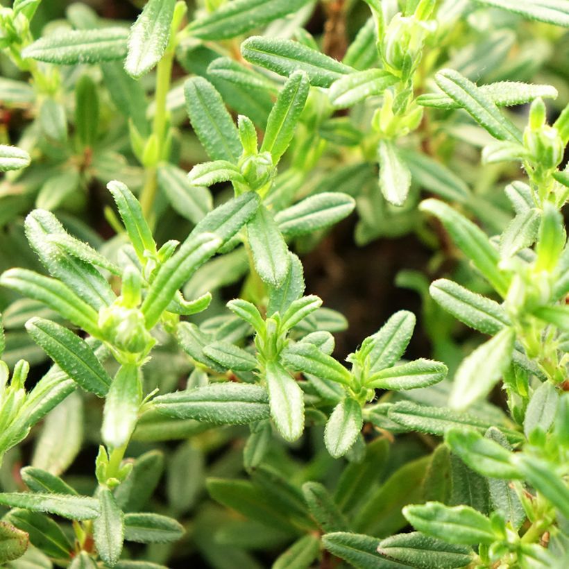 Helianthemum Sulphureum Plenum (Feuillage)