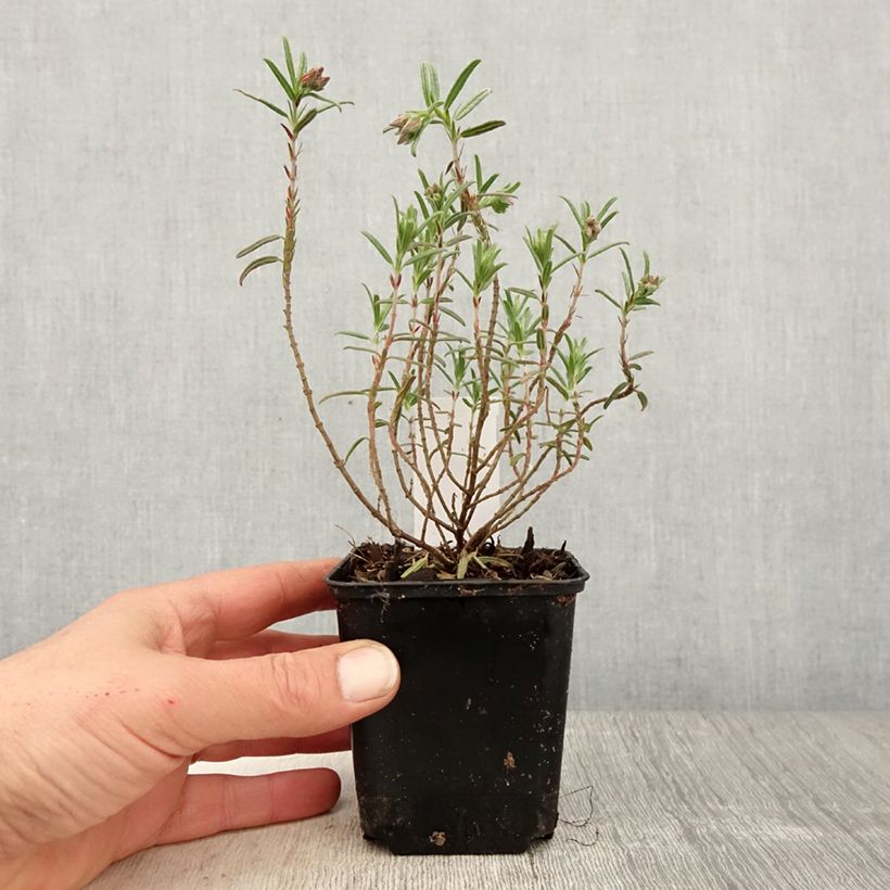 Example of Helianthemum Suprême - Hélianthème rouge rose Godet de 8/9 cm as you get in printemps