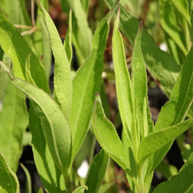Helianthus atrorubens Monarch - Soleil vivace (Foliage)