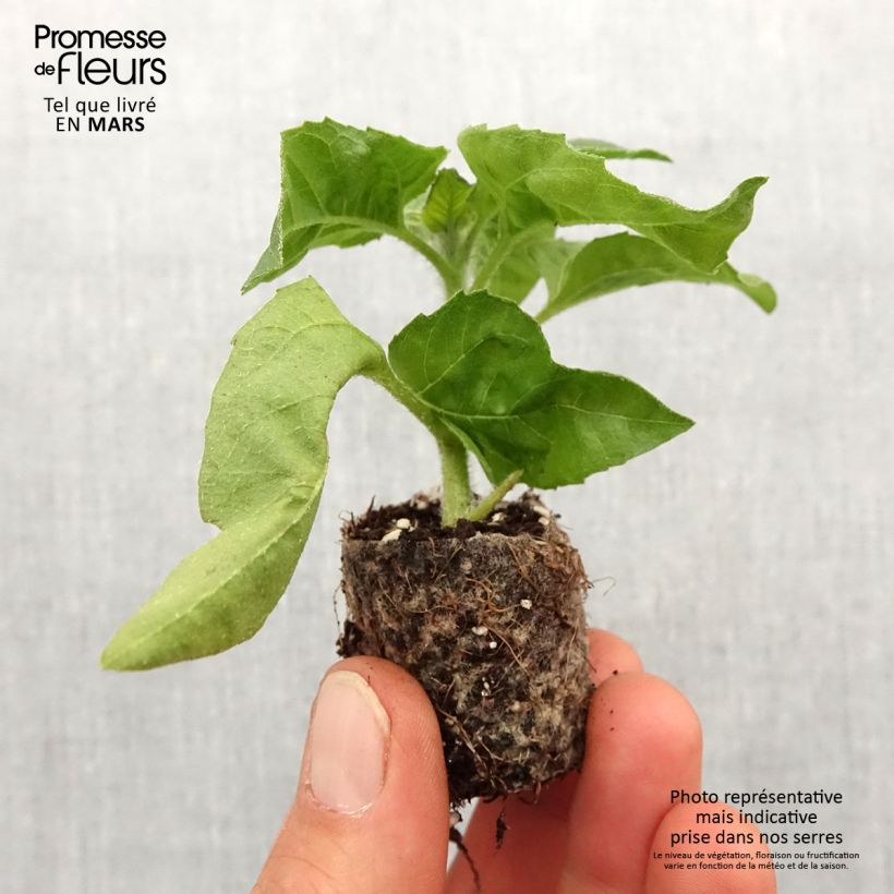 Spécimen de Helianthus Sunbelievable Brown Eyed Girl - Soleil vivace Mini-motte Ø 3/4 cm tel que livré au printemps